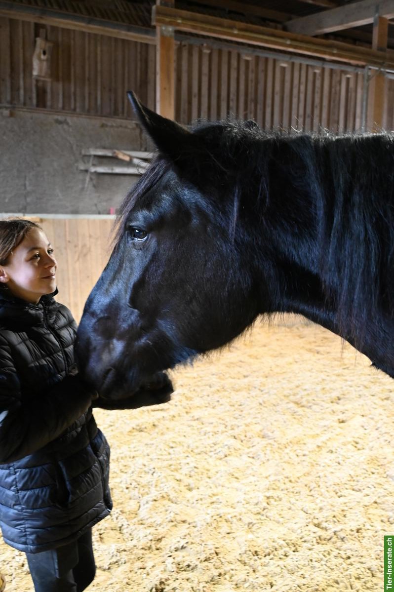 Bild 9: Wunderschöne Noriker Stute zu verkaufen