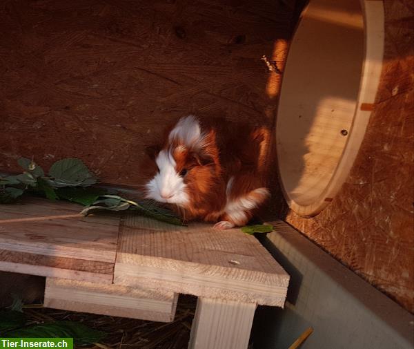 Bild 3: Junge Meerschweinchen aus eigener Hobbyzucht