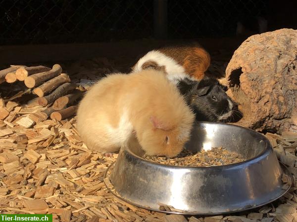 Bild 5: Junge Meerschweinchen aus eigener Hobbyzucht