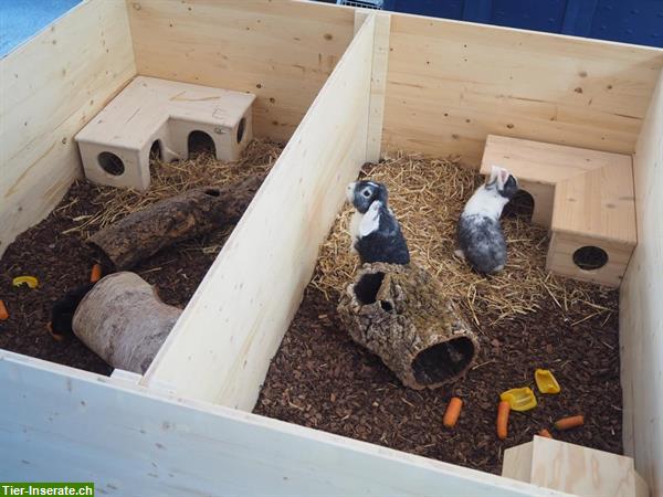 Bild 2: Biete Kleintierbetreuung bei mir Zuhause im Aargau