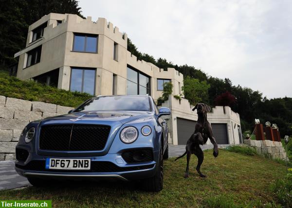 Bild 4: Hundetagesstätte Dogs Castle in Leibstadt