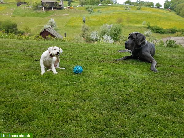 Bild 6: Hundetagesstätte Dogs Castle in Leibstadt