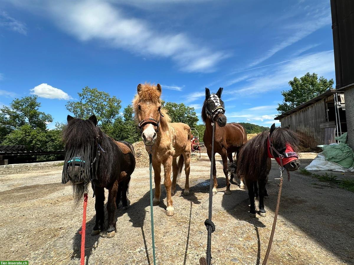 Reitbeteiligung/Mithilfe für unsere Ponys in Baldingen AG