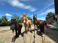 Reitbeteiligung/Mithilfe für Ponys & Pferde nähe Rekingen AG