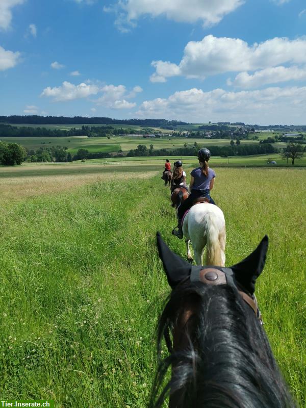 Bild 2: Reitbeteiligung/Mithilfe für Ponys & Pferde nähe Rekingen AG