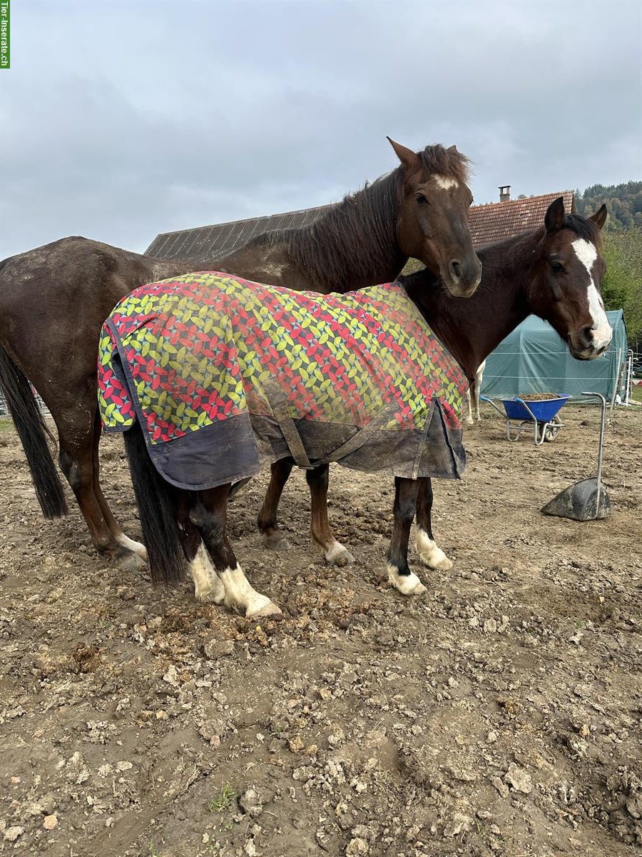 Bild 3: Reitbeteiligung/Mithilfe für unsere Ponys in Baldingen AG