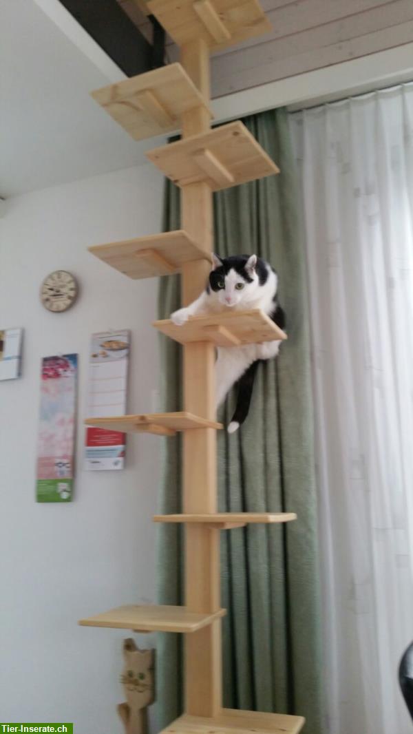 Bild 7: Katzenleiter, Katzentreppe, Katzenwendeltreppe, Katzenstiege