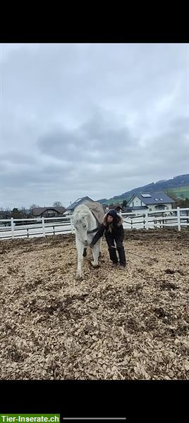 Bild 9: Beritt-, Korrektur- oder Trainingsplatz frei in Büron LU