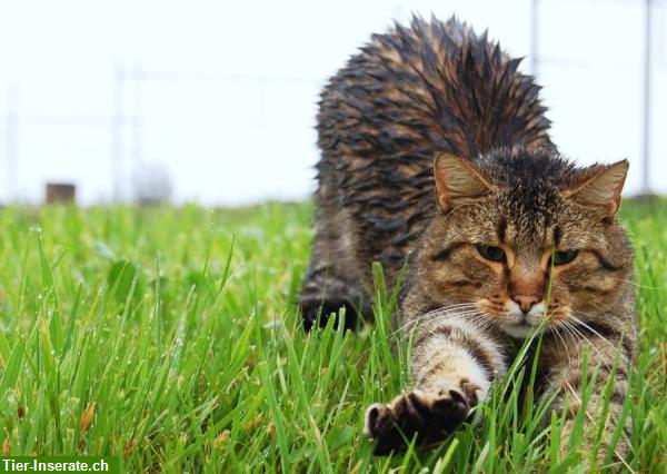 Biete Katzenbetreuung liebevoll und zuverlässig