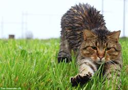 Biete Katzenbetreuung liebevoll und zuverlässig