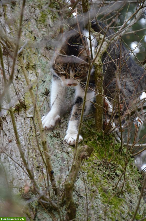 Bild 3: Biete Katzenbetreuung liebevoll und zuverlässig