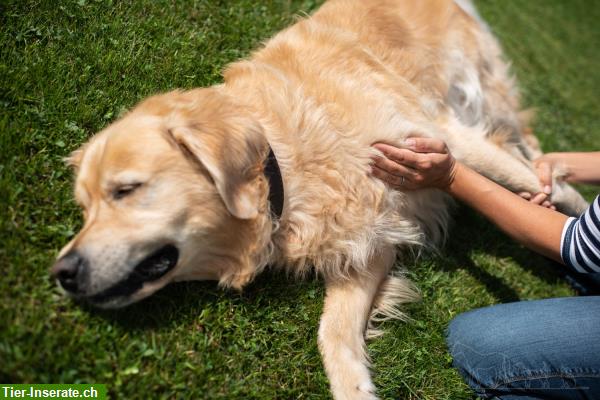 Bild 2: Tiertherapie Niquille - der sanfte Unterschied - Therapie & Training