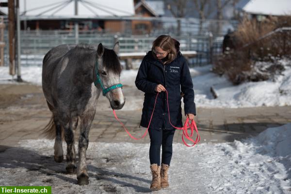 Bild 4: Tiertherapie Niquille - der sanfte Unterschied - Therapie & Training