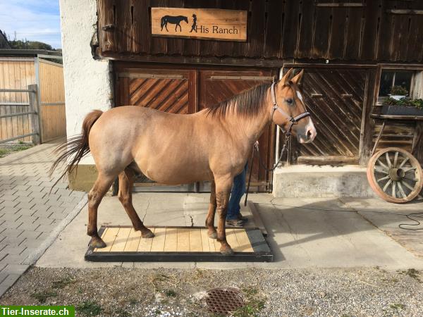 Mobile Pferdewaage im Raum Zofingen, Olten, Aarau