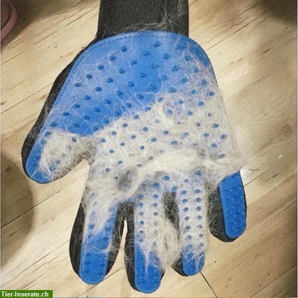Bild 3: Fellpflege-Handschuh „Royal“ zu verkaufen