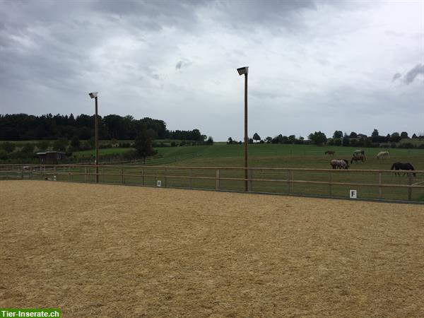 Bild 3: Vermieten Offenstall Plätze auf dem Tannenhof in Kloten ZH