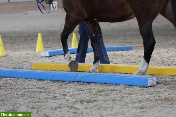 Bild 5: Kurs: Dualini für Kinder Duaktivierung Equikinetic in Richterswil