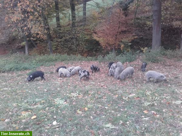 Bild 4: Reinrassige Turopolje Schweinchen zu verkaufen
