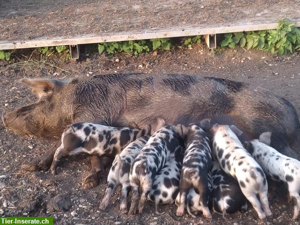 Bild 6: Reinrassige Turopolje Schweinchen zu verkaufen