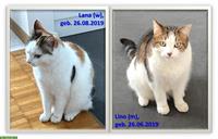 Katzen in Not suchen dringend ein neues Zuhause