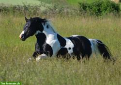 Deckanzeige! Homozygoter Paint Horse Hengst