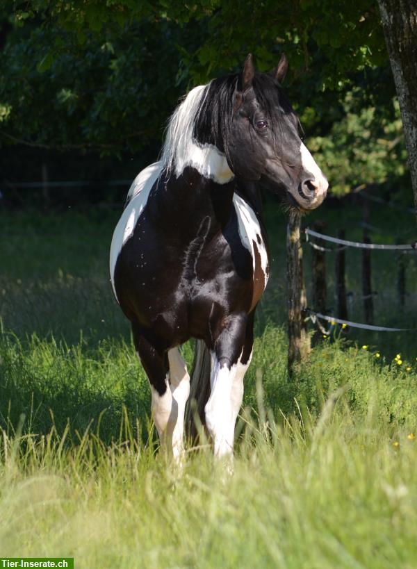 Bild 2: Deckanzeige! Homozygoter Paint Horse Hengst