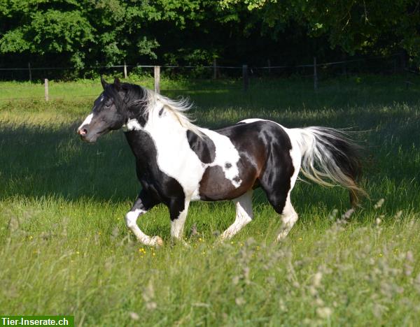 Bild 3: Deckanzeige! Homozygoter Paint Horse Hengst