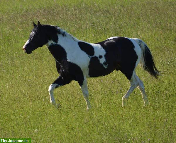 Bild 4: Deckanzeige! Homozygoter Paint Horse Hengst