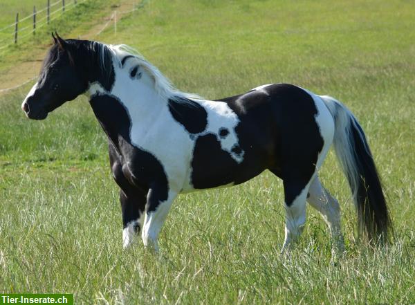 Bild 6: Deckanzeige! Homozygoter Paint Horse Hengst