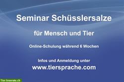 Onlineseminar Schüsslersalze - für dich und dein Pferd