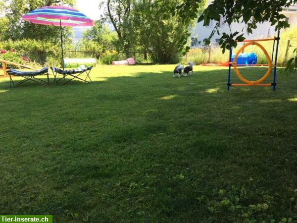 Bild 2: Hundepension, Tagesplätze, Dogsitting, Ferienplatz für Hunde