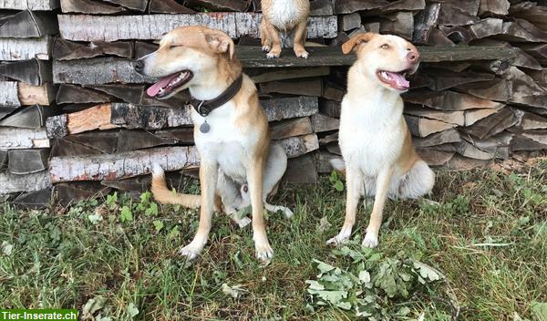 Wir suchen Hunde Wurfgeschwister, Labradormischlinge