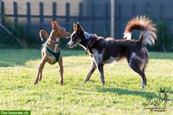 Come & Wait - Abruf- & Bleib-Training - Hundeschule