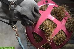 Hay Slow Feeder für verlängerte Fresszeiten & Beschäftigung