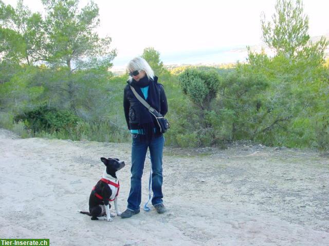 Bild 3: Lakota Dog Whisperer zertifizierte Hundetrainerin Verhaltensberaterin