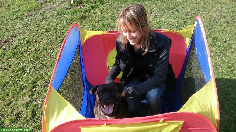 Bild 4: Lakota Dog Whisperer zertifizierte Hundetrainerin Verhaltensberaterin