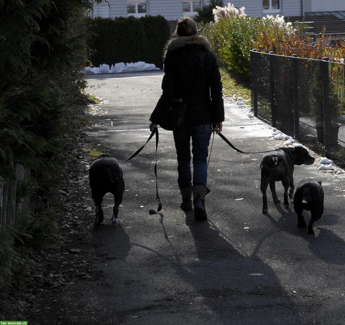 Bild 5: Lakota Dog Whisperer zertifizierte Hundetrainerin Verhaltensberaterin