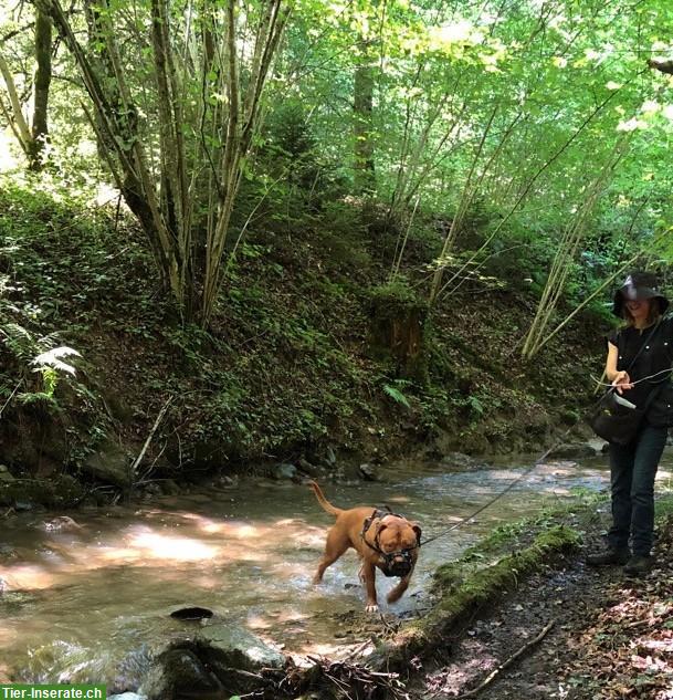 Bild 6: Lakota Dog Whisperer zertifizierte Hundetrainerin Verhaltensberaterin