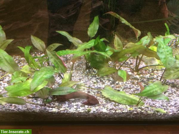 Cryptocoryne Aquariumpflanzen zu verkaufen