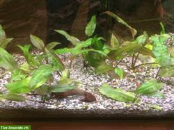 Cryptocoryne Aquariumpflanzen zu verkaufen