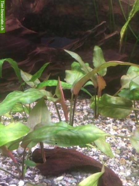 Bild 2: Cryptocoryne Aquariumpflanzen zu verkaufen