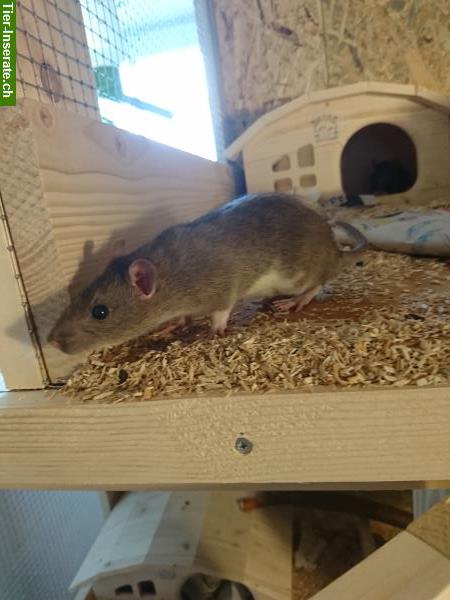 Bild 10: Handzahme Ratten Babys aus Familienrattenzucht