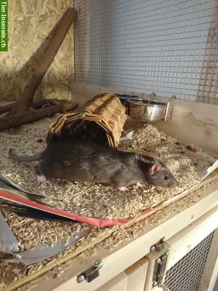 Bild 2: Handzahme Ratten Babys aus Familienrattenzucht