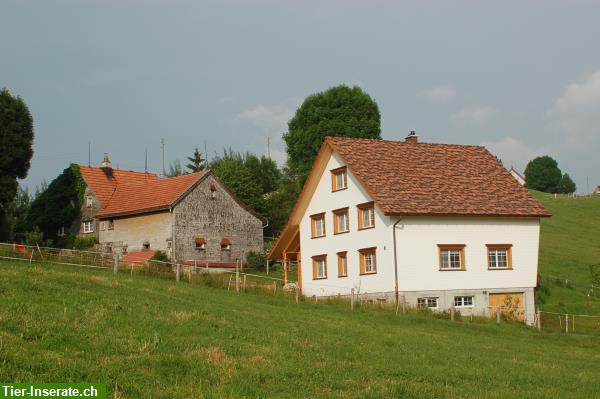 Bild 6: Lässige Reitlager für Kinder & Jugendliche auf dem Brikerhof