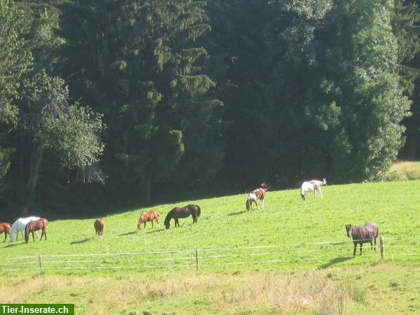 Bild 8: Lässige Reitlager für Kinder & Jugendliche auf dem Brikerhof