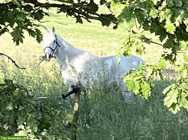 Bild 2: Begleitete Ausritte in schönem Reitgebiet, Thurgauer Seerücken