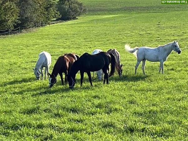 Bild 3: Begleitete Ausritte in schönem Reitgebiet, Thurgauer Seerücken