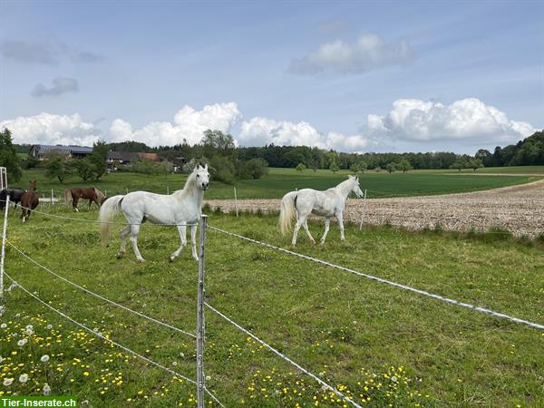 Bild 4: Begleitete Ausritte in schönem Reitgebiet, Thurgauer Seerücken