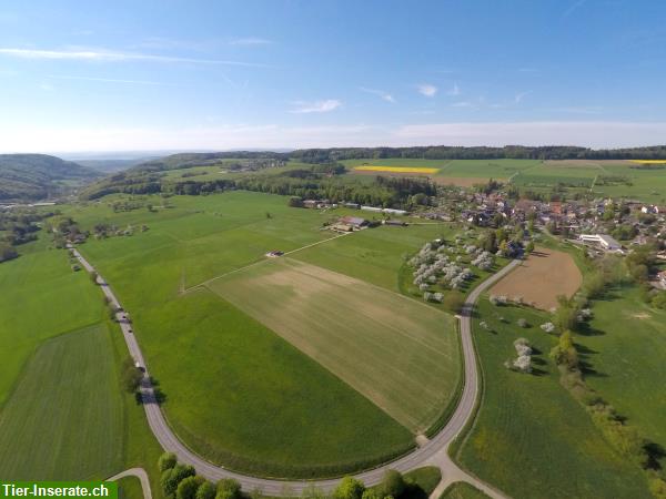 Bild 3: Pensionsstall Dettighofen, Landkreis Waldshut