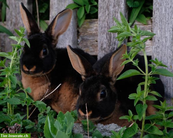 Bild 3: Samtweiche Mini Rex Kaninchen zum Liebhaben